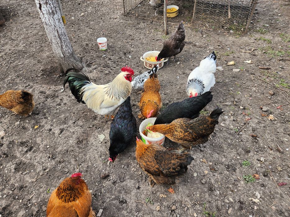 Ouă pentru incubat Australorp Sussex si alte rase de oua