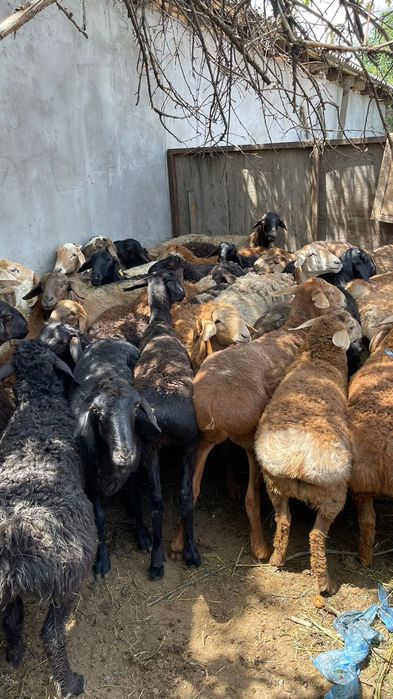 Семіз қой сатылады