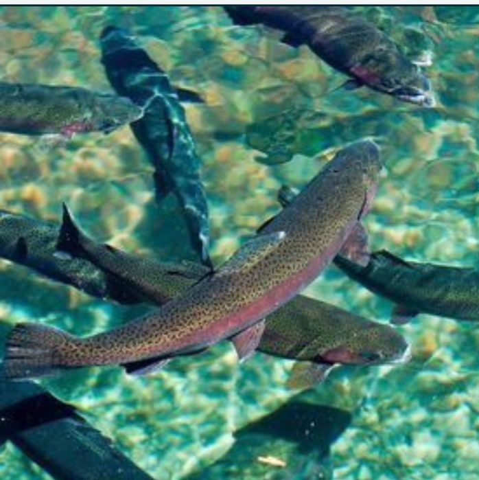 В продаже свежая форель