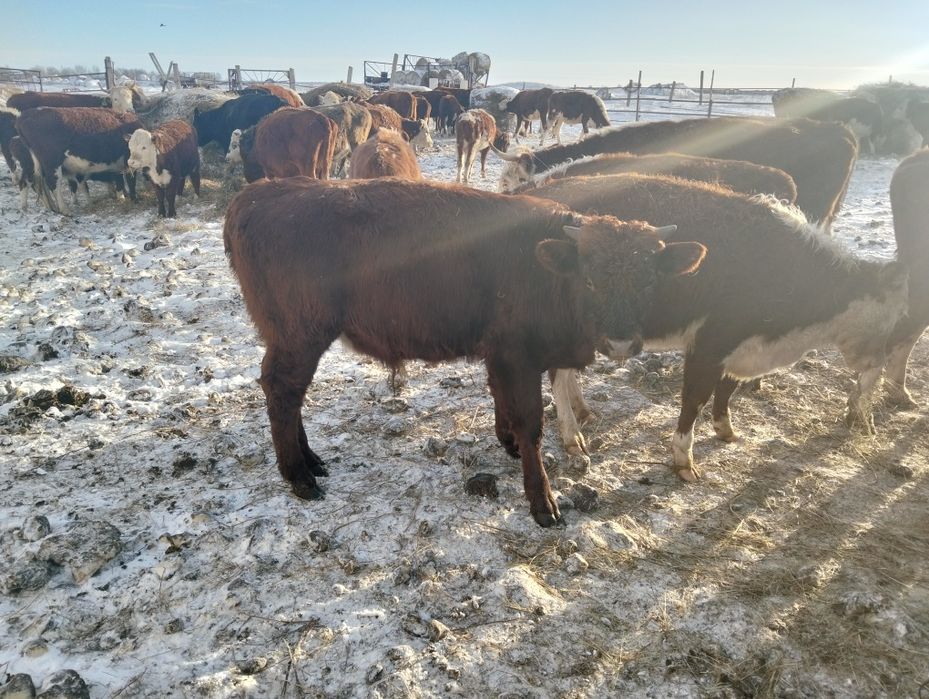 Бұқалар сатылады