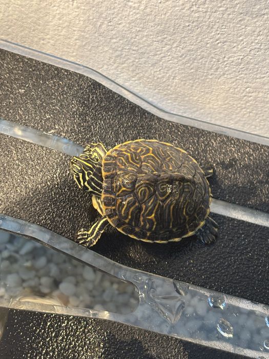 Acvariu pesti/ acvariu broaste testoase