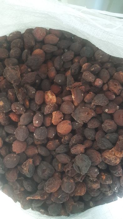 Грецкий орех жангак 2025