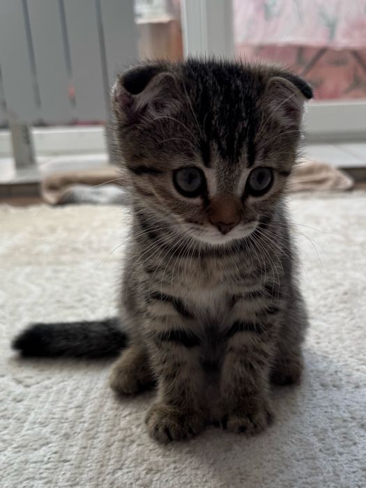 Продам котенка скоттиш фолд