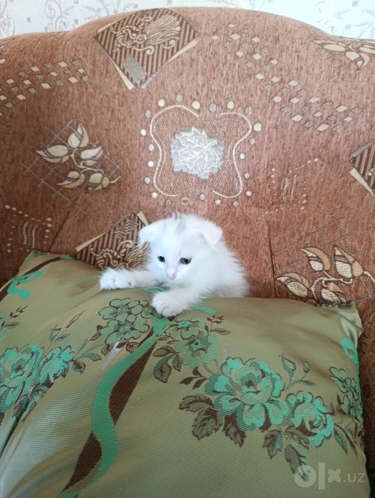 Вислоухие котята