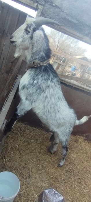 Продам англонубийского козла