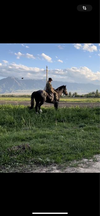 Жеребец лошадь