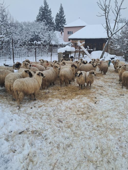 Vând 43 oi din care 16 miele