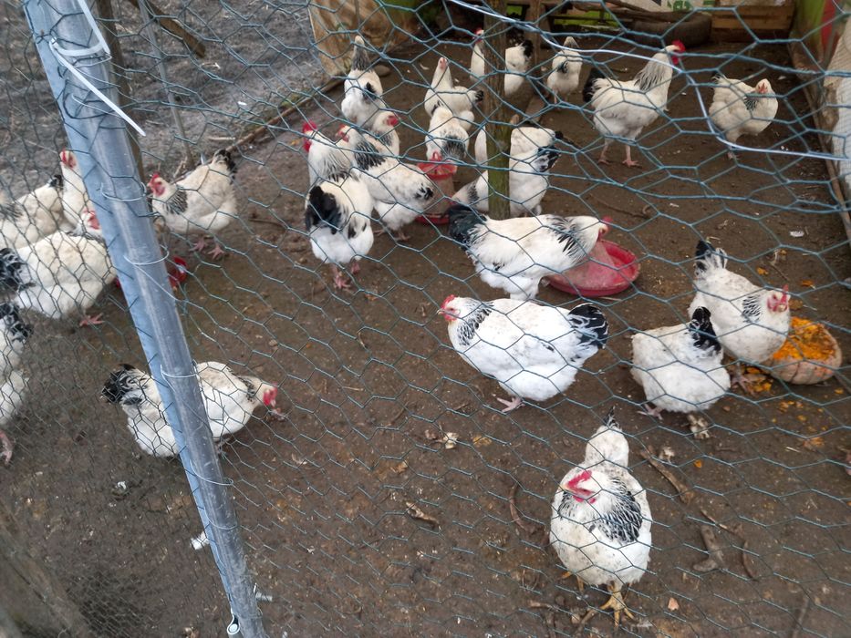 Oua pentru incubat de rasă Sussex HD