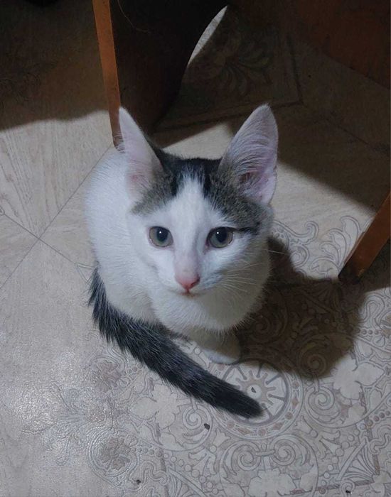 Котятки в поисках дома!