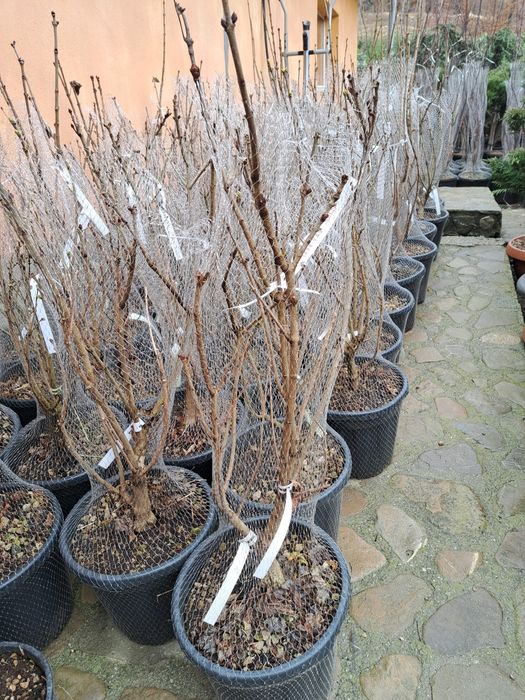 Vindem Tuia Leylandy,Magnoli,Măslini Copaci