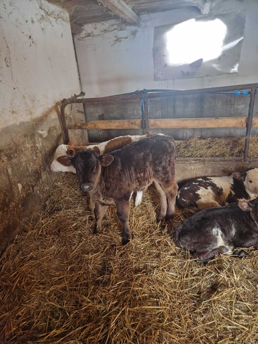 Vitei de lapte  de vanzare