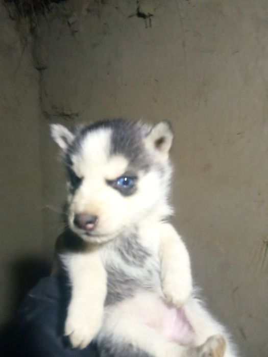 Хаски 1,5 айлык кушиктери