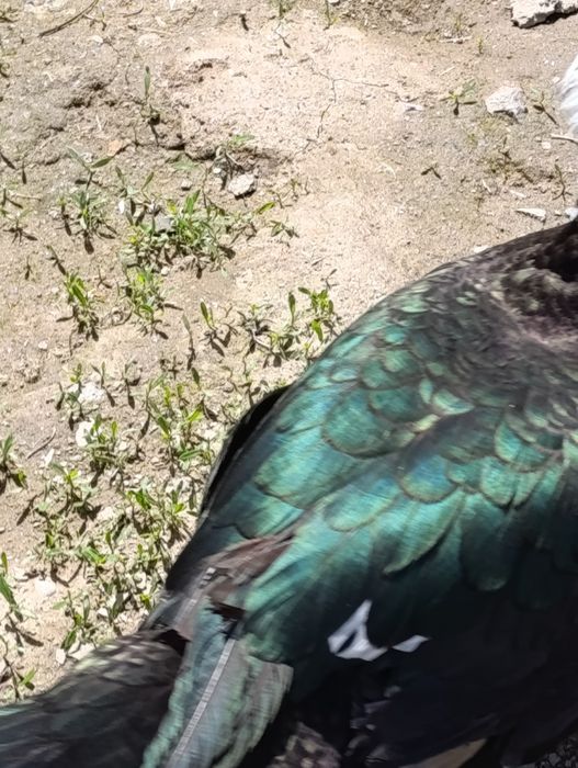 Обмен селезень индоутка