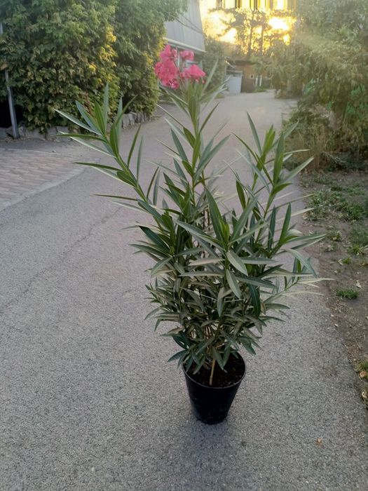 Продам олеандр  и гибискус в горшке!