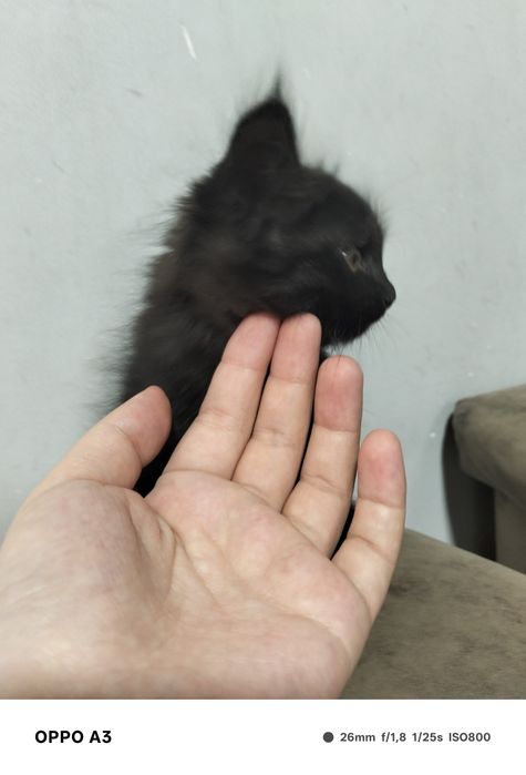 Mushukcha zotdor 3ta