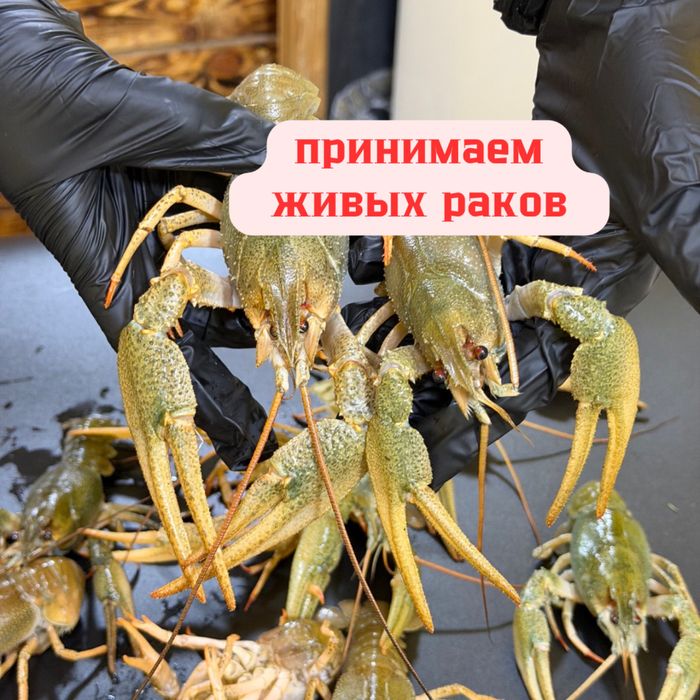 Живые раки прием
