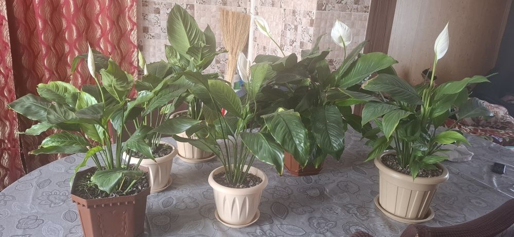Продам цветы женское счастье