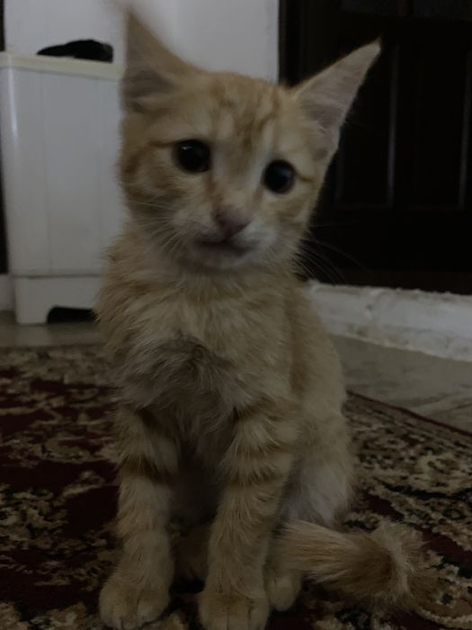 отдам в добрые руки котенка