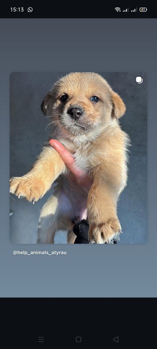 Щенки помесь Алабая в добрые руки