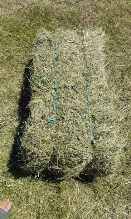 Baloti fan ASIGUR transport