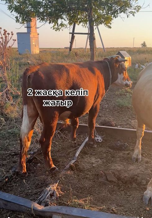 1,5 - 2 жасар бұқалар 550мың