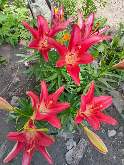 Продам многолетники