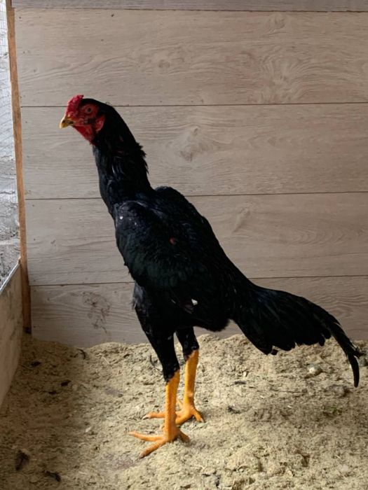 Дакан хуроз жожа 8 ойли