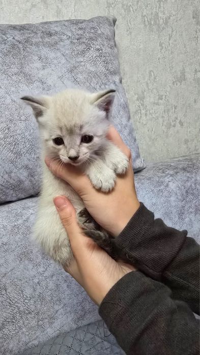 Отдам котят в хорошие руки