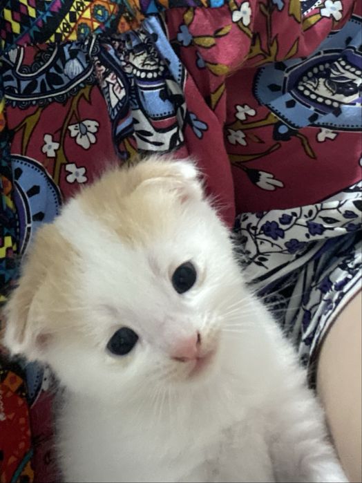 Котик мальчик.