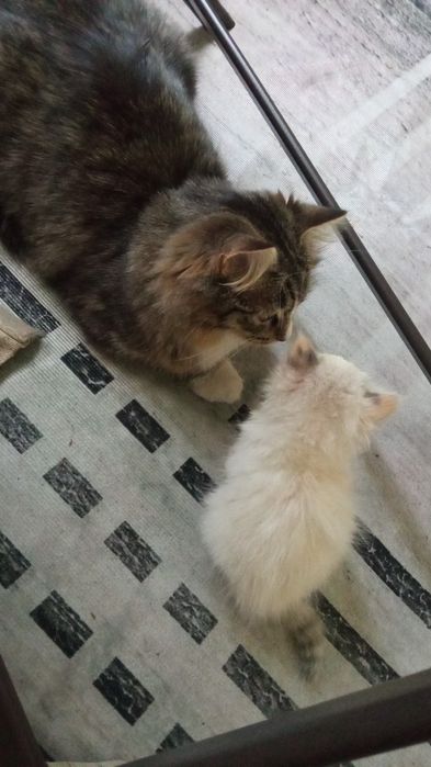 Котята полупородистые