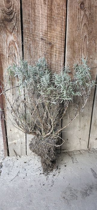 Vând butași de lavandă ‘Grosso’