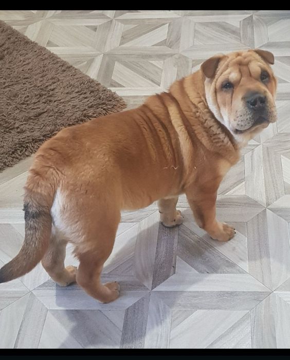 Shar pei drăgălași