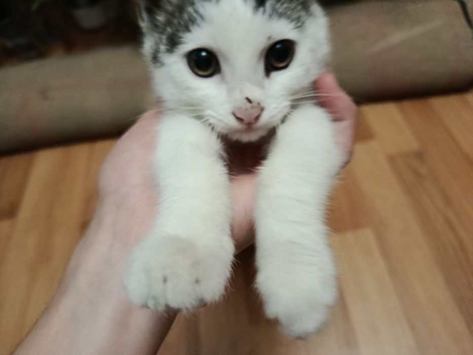 Милый котенок (девочка)