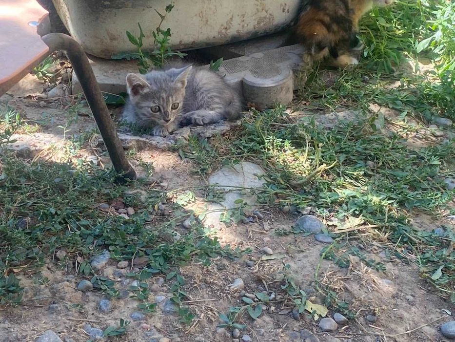 Отдаю бесплатно 4 котят