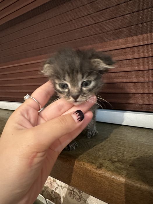 Yetuk qoramagiz porno