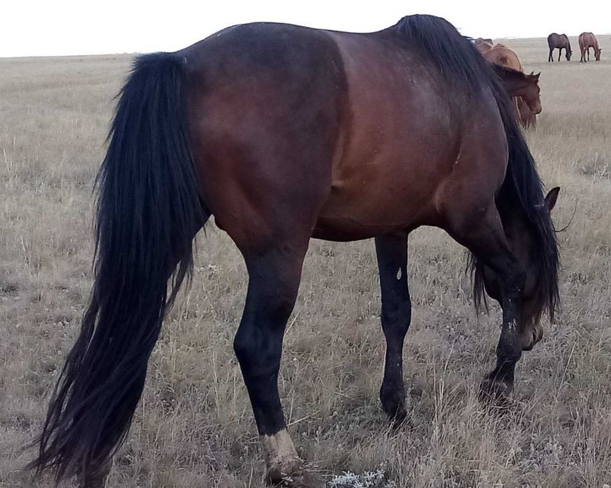 Продаётся крупный косячный жеребец, 5 лет,