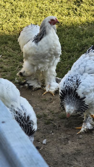 Cocoși brahma herminat deschis