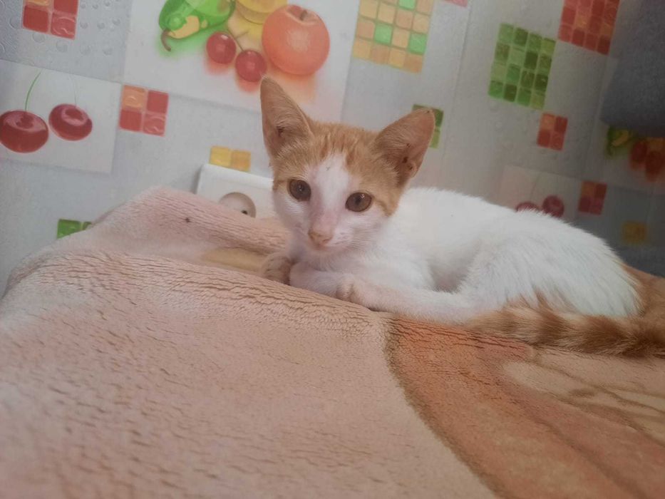 Отдам котёнка в добрые руки