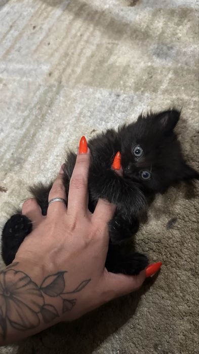 Отжам котят в доьрые руки