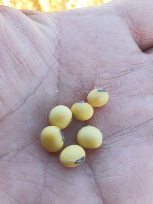 Соя. Пищевая соя.