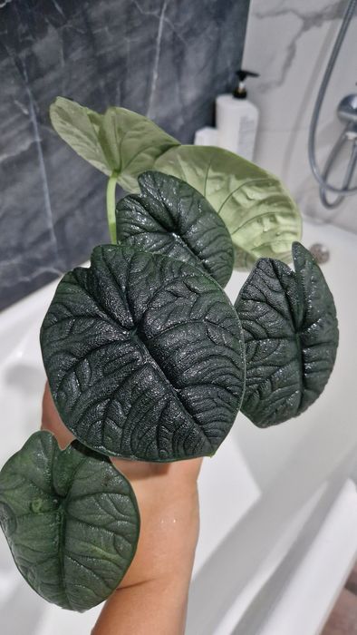 Алоказия Мело клубни