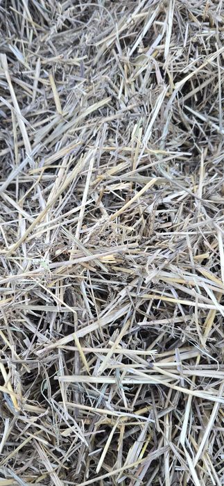 Baloti paie grau tocatura