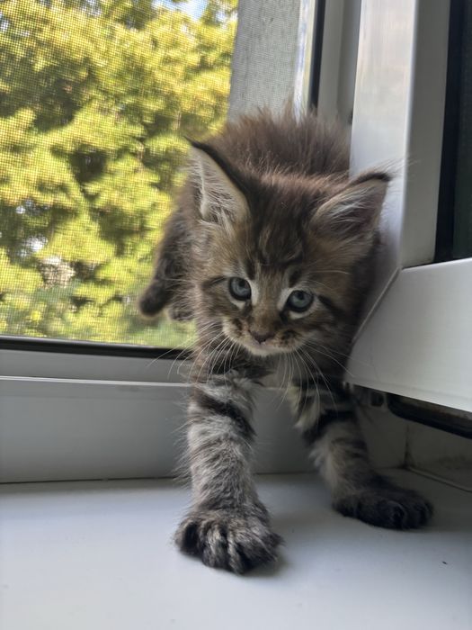 Baietel MAINE COON disponibil