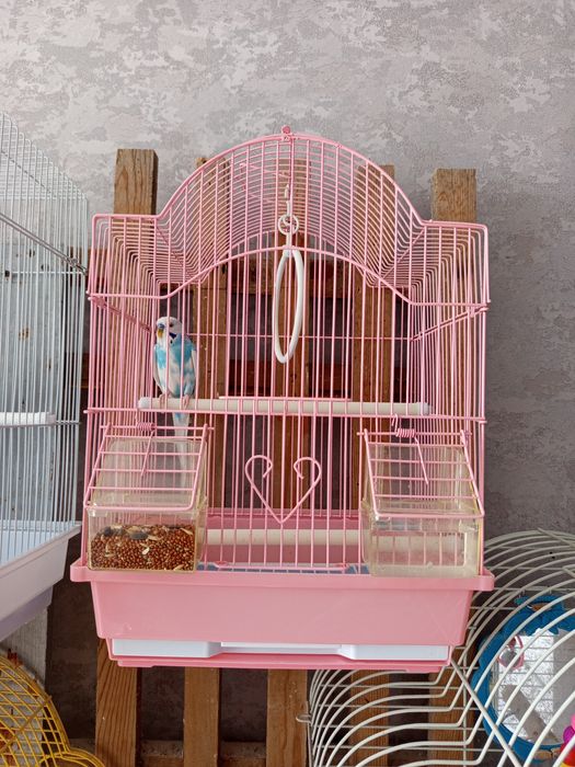 Продам молодых волнистых попугаев