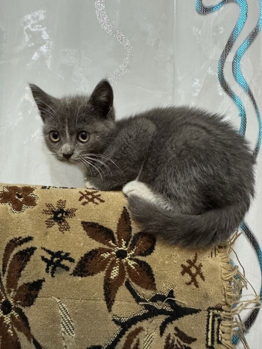 Отдам котят в добрые руки
