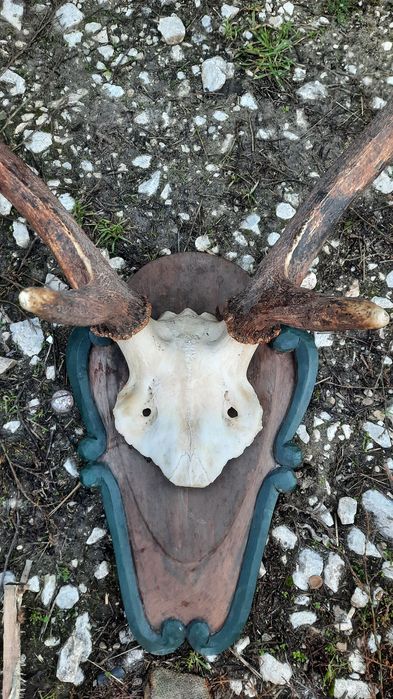 Еленски рога. Трофей