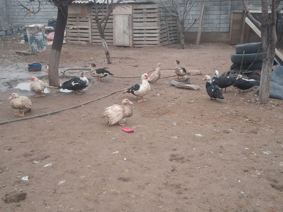 Продается индоутки от 5000 тысяче