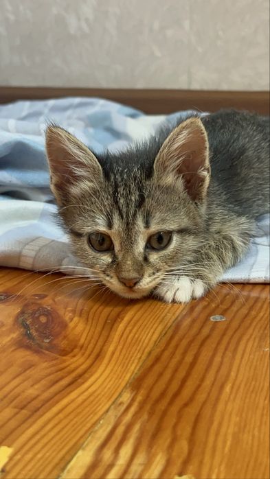 Котенок девочка