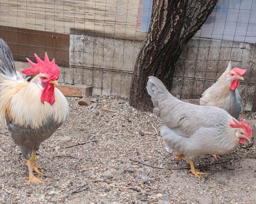 Ouă pt incubat italiana perlată