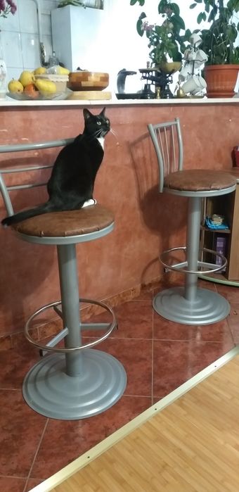 Vand două scaune tip Bar